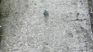 Blue Tit Chicks First Flight
