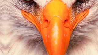 eagle#atitude#atitudestatus#templates#tiktok#viral#reels#shorts#youtube#trending
