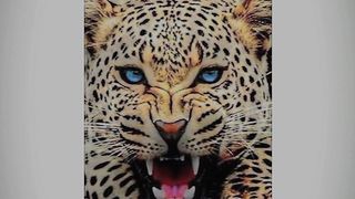 tiger#animals#birds#lion#tiktok#templates#filters#viral#reels#shorts#youtube#febspot#trending