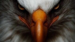 capcut#trending#reels#shorts#youtube#febspot#tending#eagle#atitude#atitudelover