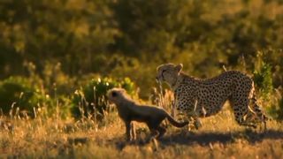 cheetah mother face the lion to save her child but she lose two children