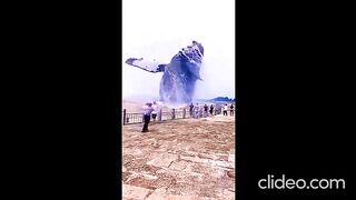 Blue Whale Shark ???? #virle #new