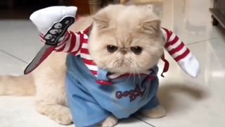 Funny video