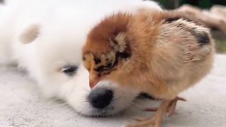 Puppy & Chick ????????
