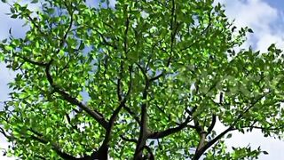 Tree nature