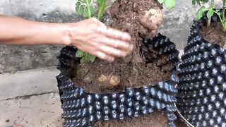 Potato Cultivation in Tubes
