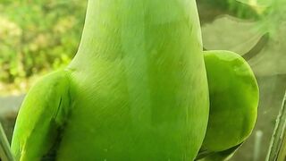 Amazing Parrot Video So cute