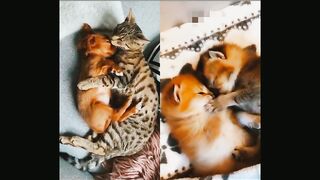 beautiful moments of dogs & cats #1/beauty pets