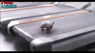 Turtles_Tortoise