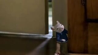 Cat vs rat funny