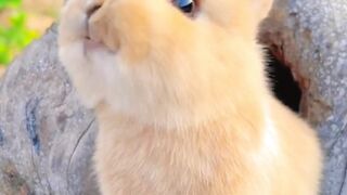 Sweety Rabbit