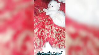 Cute cat ???? ???? cute kitte