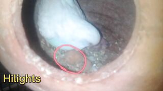 بجری طوطے کو لوبریڈ کے بچے پلوانے کے لیے استعمال کرسکتے ہیں