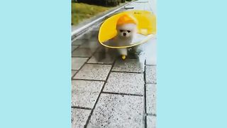 tik tok baby dogs videos, funny and cute Pomeranians, compilation #1//beauty pets.