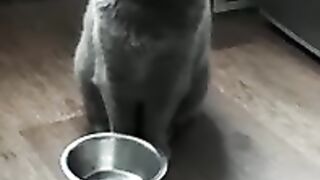 Кот проголодался )))