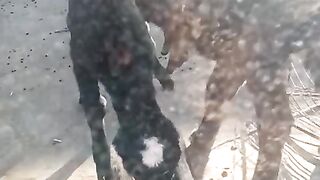 Goat new born babies