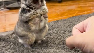 CAT EATING FUNNY