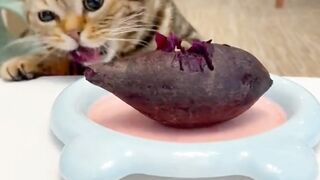 PET FUNNY