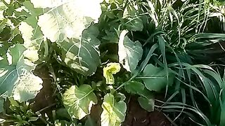 Fresh village vegetables