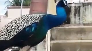 Beautifull peacock