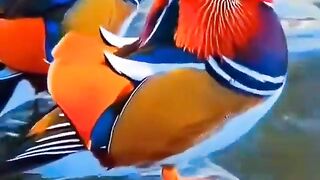 Beautiful birds