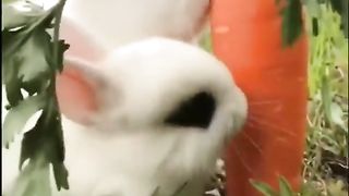 Cute rabbits
