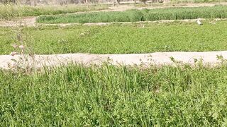grassy land