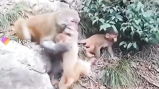 Prank | Fight between Monkey Mothers