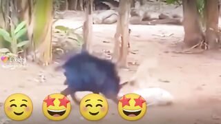 Fight between goat & duck