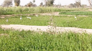 grass view