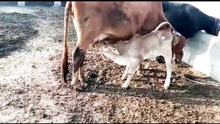 Cow video#animalvideo