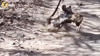 مناظر جو کیمرہ ریکارڈ نہ کرتا تو یقین نہ آتا | Leopard VS Dog Caught on Camera