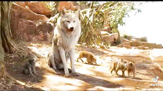 The jungle book???????? funny video
