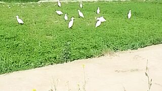 Garaas