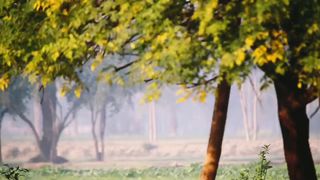 Village Morning | Beautiful Nature