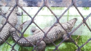 Parda Park Mini Zoo