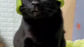 Best funny animals clicks