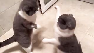 Cats fight