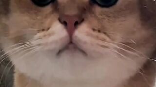 Best funny cat eyes cathe moment