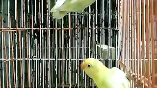 Decino and pastalino