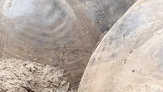 Turtle on beach