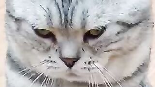 A big face expressionless cat
