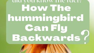The Amazing Ability of the Hummingbird: Flying Backwards