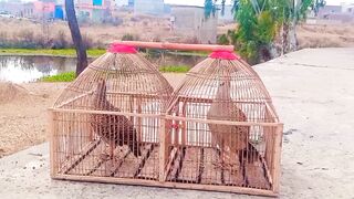 Teetar Breeding Season