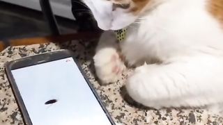 Cute cat funny scenes ????????