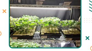 HOW TO CLONE CANNABIS STEP BY STEP *EASY* FOR BEGINNERS