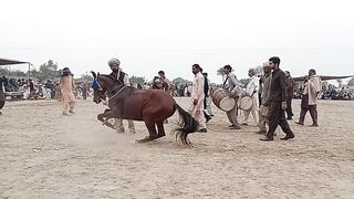 Horse Dance Show at Multan