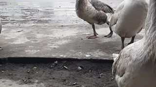 Ducks in Skardu market
