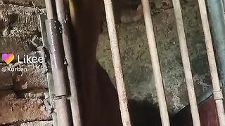 Prank | Very Funny Cow