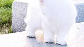 She's soo pretty ???? |Cute cat
